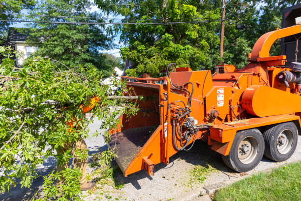 Large Tree Removal in Makawao, HI